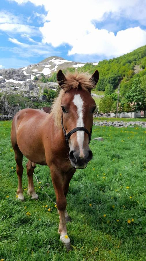 Katun Mokra Accommodation & Horseback Riding 포드고리차 외부 사진