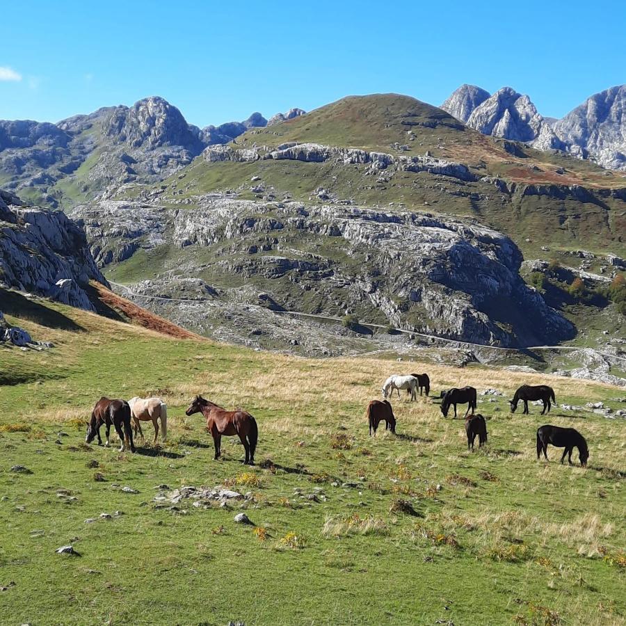 Katun Mokra Accommodation & Horseback Riding 포드고리차 외부 사진